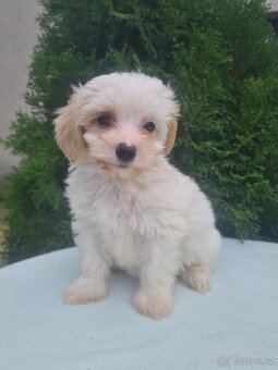 Maltipoo - 11