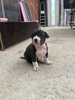 Americký stafordšírský Teriér, Staford, Amstaff, AST - 11