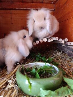 Zakrslí králíčci, lvíček, minilop - 11