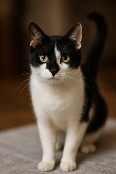 Koťata Kotátka - 2 měsíční (+ mámy) - 11