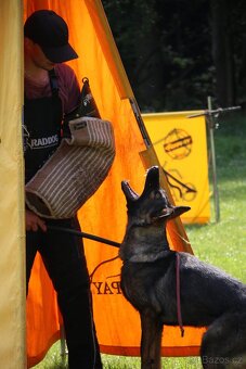 Německý ovčák - štěňátka s PP - 11