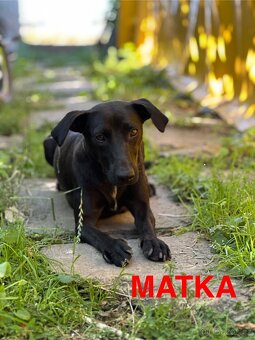Štěňata - kříženec - 11