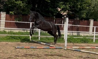 klisny čt  vrané - 11