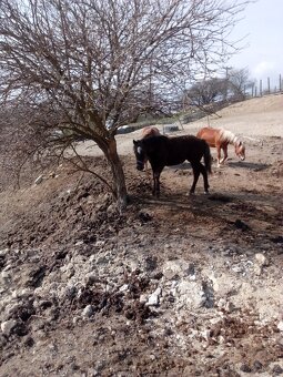 Prodám kobylku WPB - 11