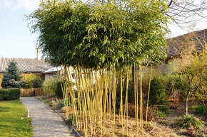 Bambusy -  sazenice + protikořenová folie - 11