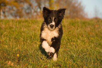 Border kolie s PP - 11