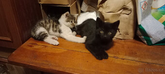 DARUJEME koťátka, koťátko, kotě, kocourka, kočičku - 11