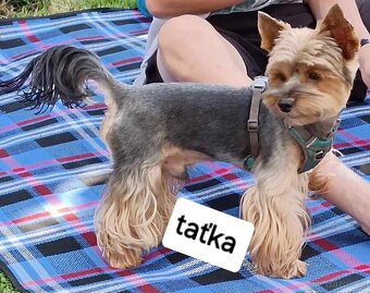 Jorkšírský terier - 11