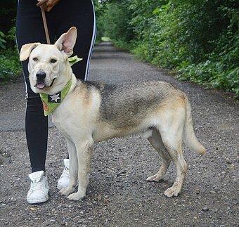 DELISO K ADOPCI - 2 ROKY, HODNÝ, KLIDNÝ,KONTAKTNÍ - 11