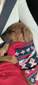 Šteniatko Rhodesian Ridgeback - 11