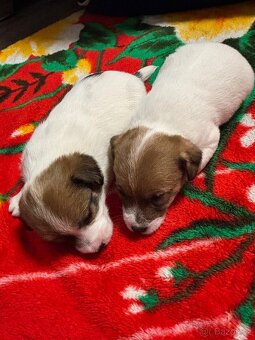 Jack Russell teriér s PP - 11