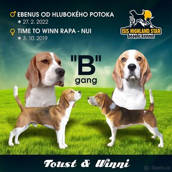 Beagle pejsek s PP - 11