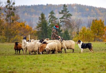 Australský ovčák -štěňátka s PP - 11