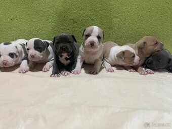 Americký stafordšírsky teriér - 11