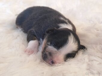 Australský ovčák s PP - štěňátka na prodej - 11