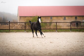 Roční American Quarter Horse black klisna, vnučka Gunnera - 11
