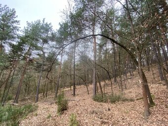 Lesní pozemek Sudkovice - 11