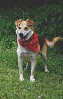 ŽILIEN K ADOPCI - 1 ROK, HODNÁ,PŘÁELSKÁ,MILUJE PROCHÁZKY - 11
