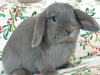 Volná samička - Anglický Zakrslý Beránek MiniLop🍑🧡🤍 - 11