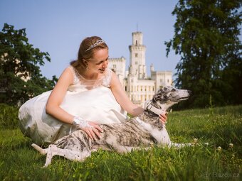 Nabídka krytí - whippet samec s PP, chovný vipet - 11