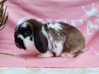 Tipový Sameček Zakrslý Beránek MiniLop - 11