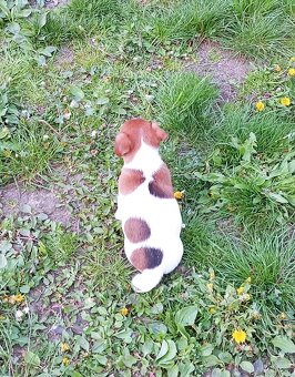 Jack russell terier  štěňátko k odběru ihned - 11