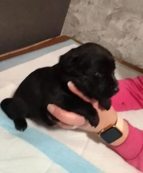 Prodávám stenata - 11