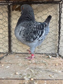 Prodam holuby king - 11