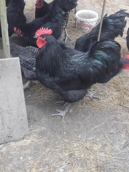 PRODÁM KOHOUTY - 11