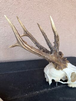 Srnci trofeje rarity - 11