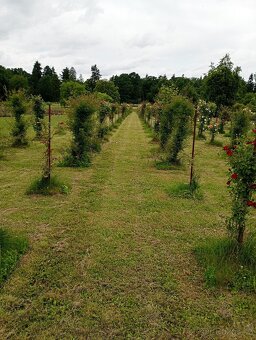 Rozlehlý ucelený pozemek, u vody, přes 1, 8 ha - 11