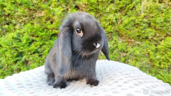 Zakrslý beránek, králíček, králík - PEGGY - 11