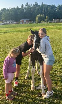 Barock Pinto X Welsh Cob D - 11