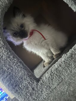 Koťátka Ragdoll - 11