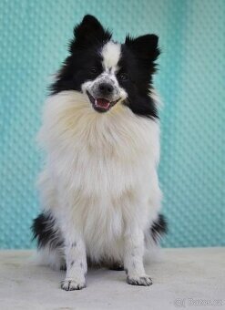 Německý špic s PP - 11