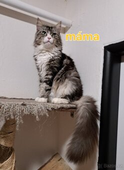 Koťátka mainská mývalí - 11