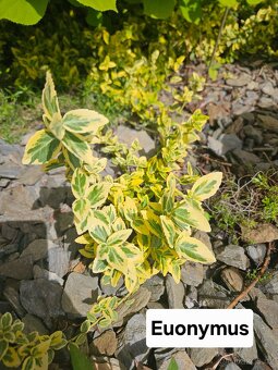 Přebytky ze zahrady - 11