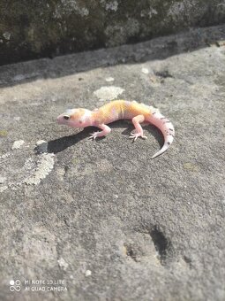 gekončík noční, terárium - 11