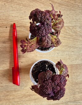 AFRICKÉ OKRASNÉ KOPŘIVY COLEUS - rostlinky - 11