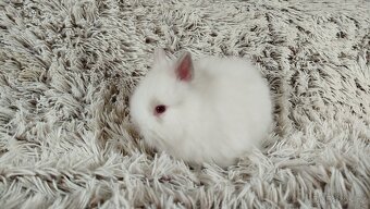 Zakrslý králíček, králík-(TEDDY)-HERBERT A HEIDY - 11