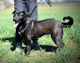 ALLEGRA K ADOPCI-3 ROKY, MILÁ,VDĚČNÁ,ODDANÁ - 11