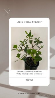 ⭐️ VÝPRODEJ 26 POKOJOVEK (Monstery, Dracény, Fíkusy, ......) - 11