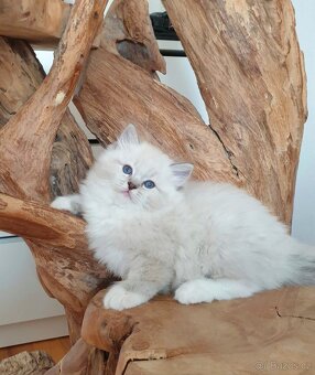 Ragdoll kocourek s PP,  blue lynx mitted. - 11