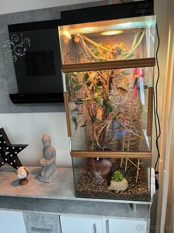 Chameleon jemenský - 11