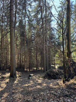 Prodám pozemky v k.ú. Horní Bolíkov Studená, okres Jindřichů - 11