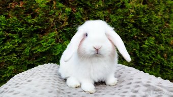 Zakrslý beránek, králíček, králík - TYMIÁN - 11