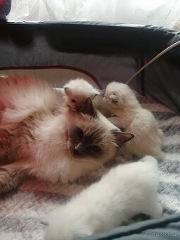 Ragdoll - 11