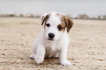 Jack Russell teriér s PP - 11