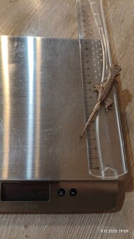 Pagekon řasnatý - mláďata na prodej - 11