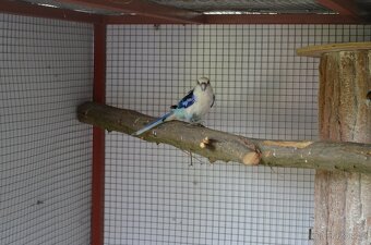 Prodám Rosela pestrá - 11